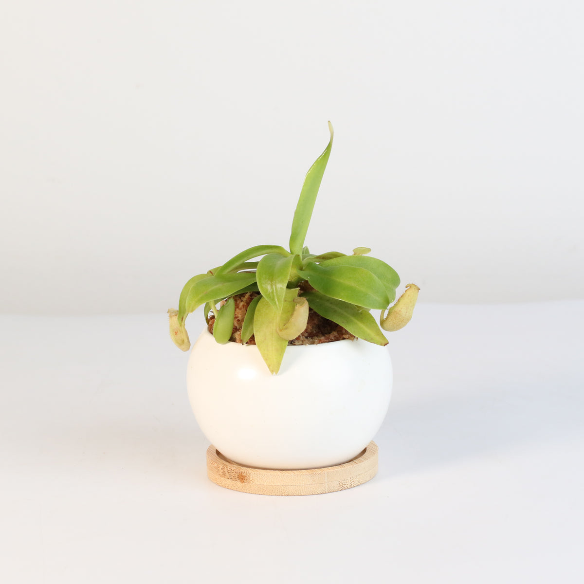 Nepenthes Sanguinea Carnivorous Pitcher Plant