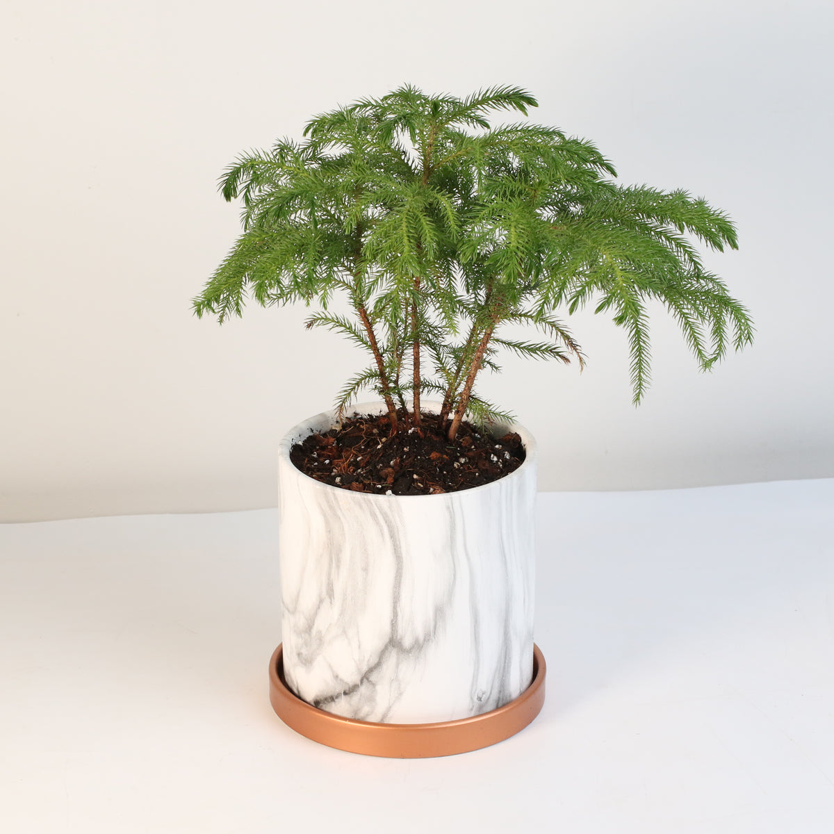 Norfolk Island Pine