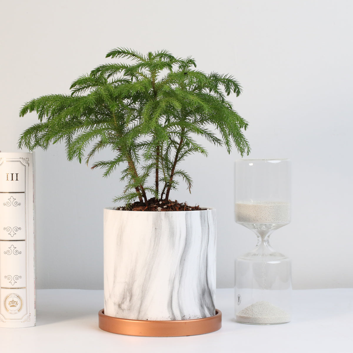 Norfolk Island Pinev