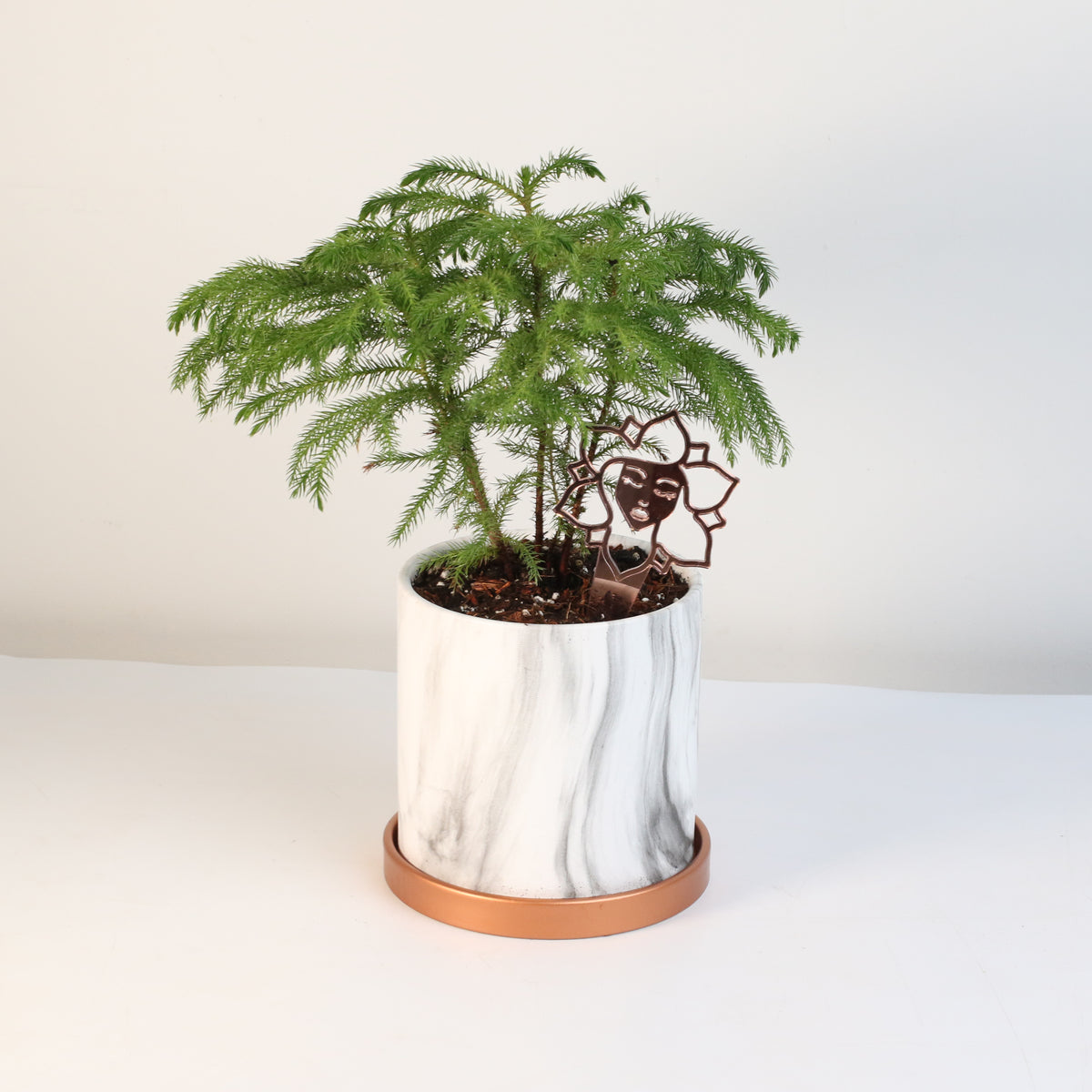 Norfolk Island Pine