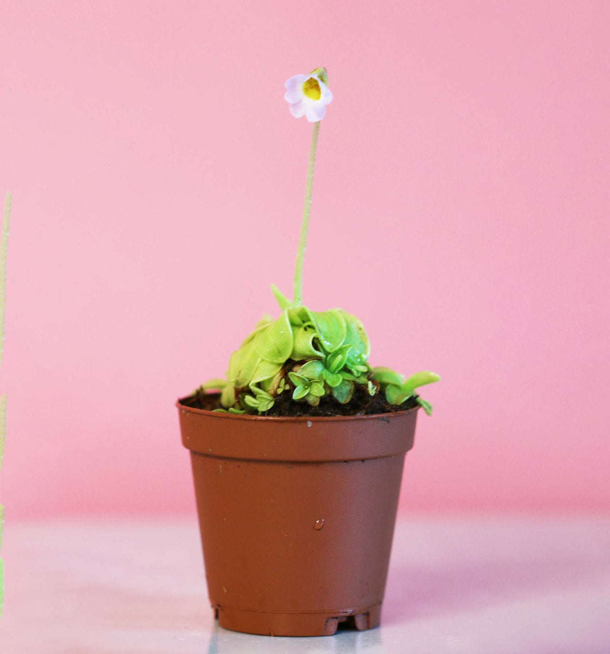 Pinguicula Butterwort