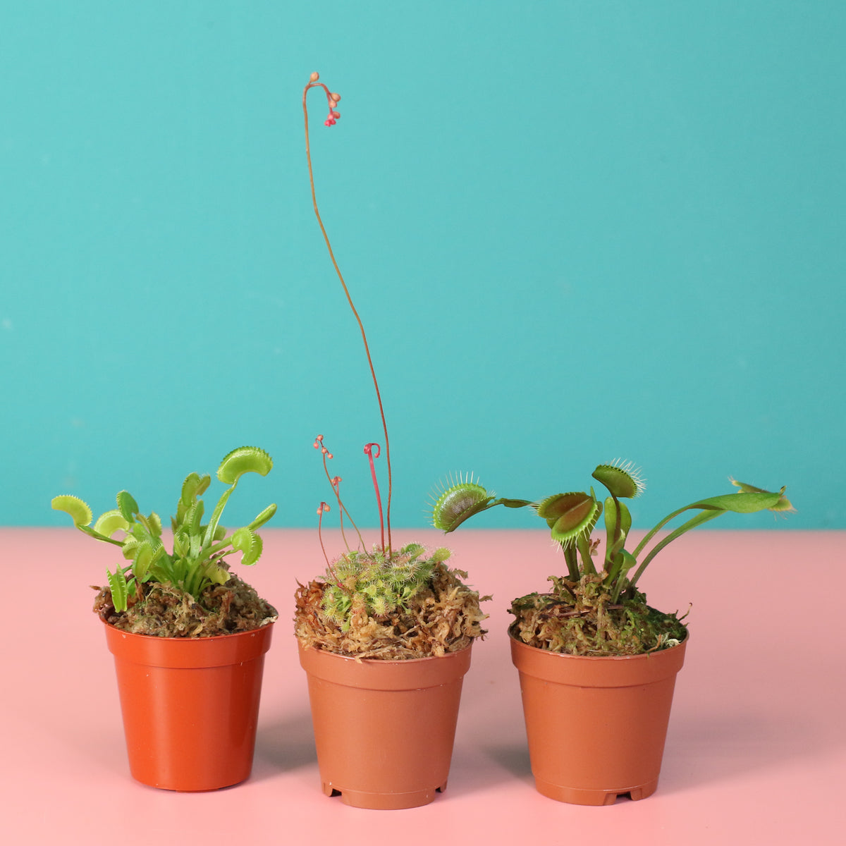 Carnivorous Plant Bundle