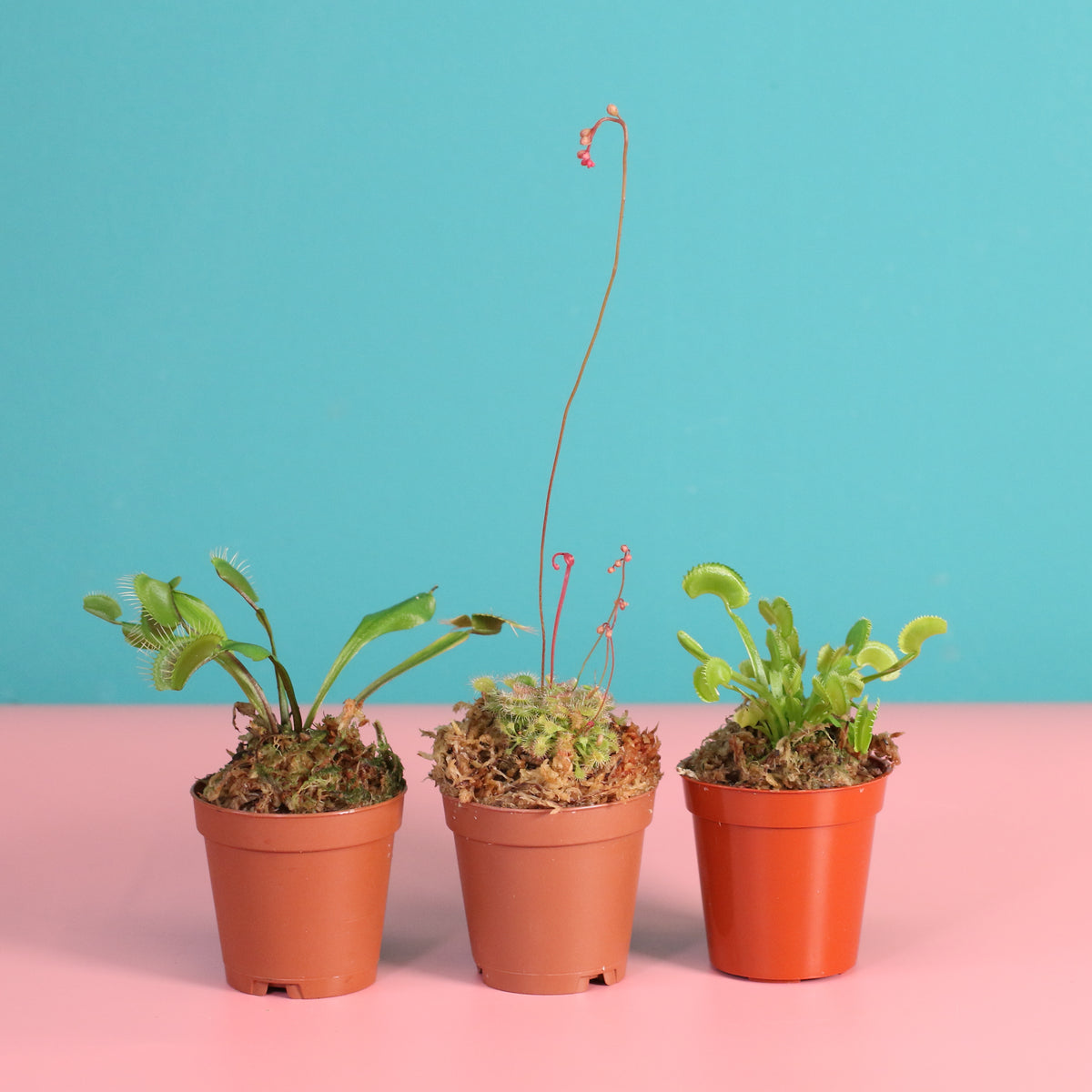 Carnivorous Plant Bundle