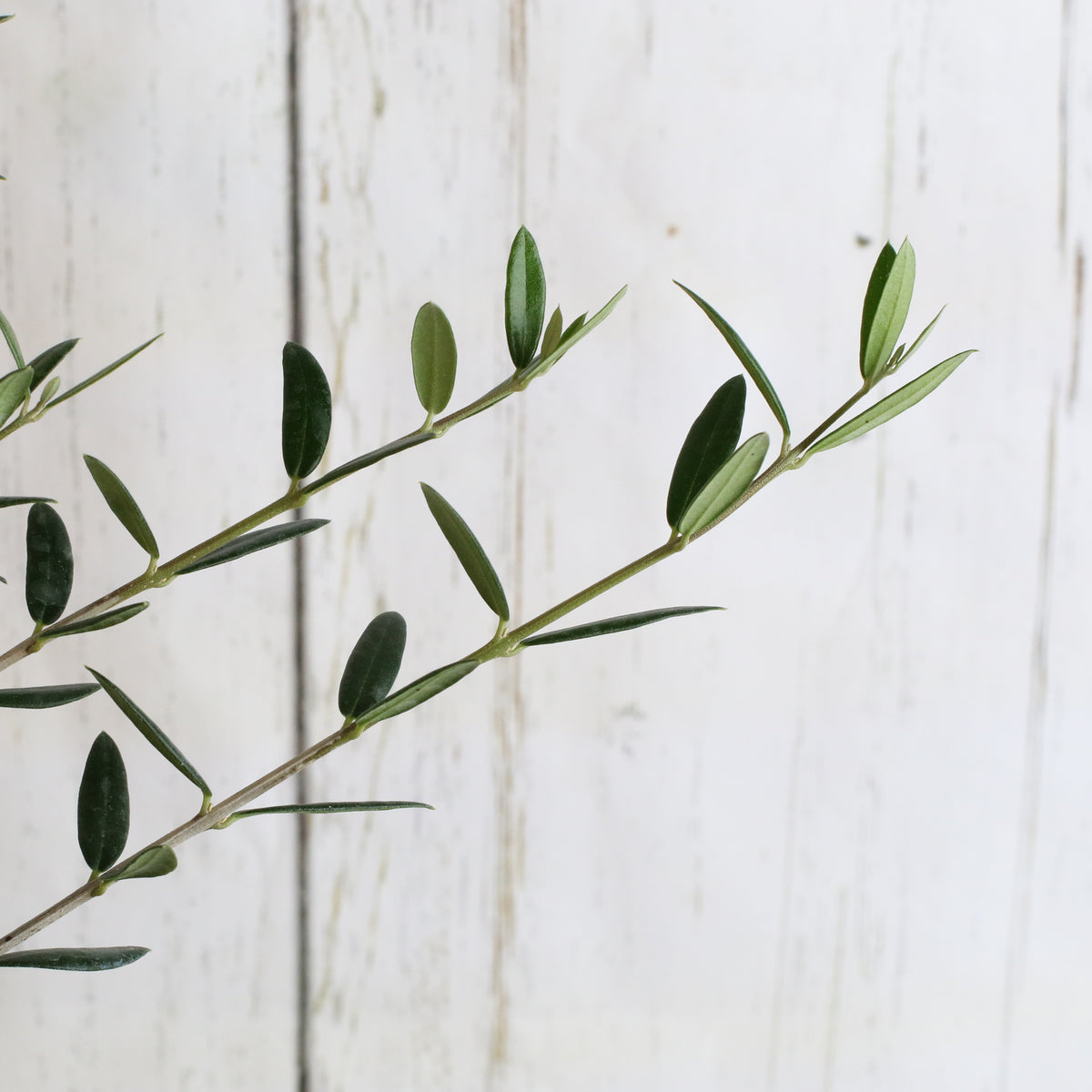 Olive Tree leaves up close.