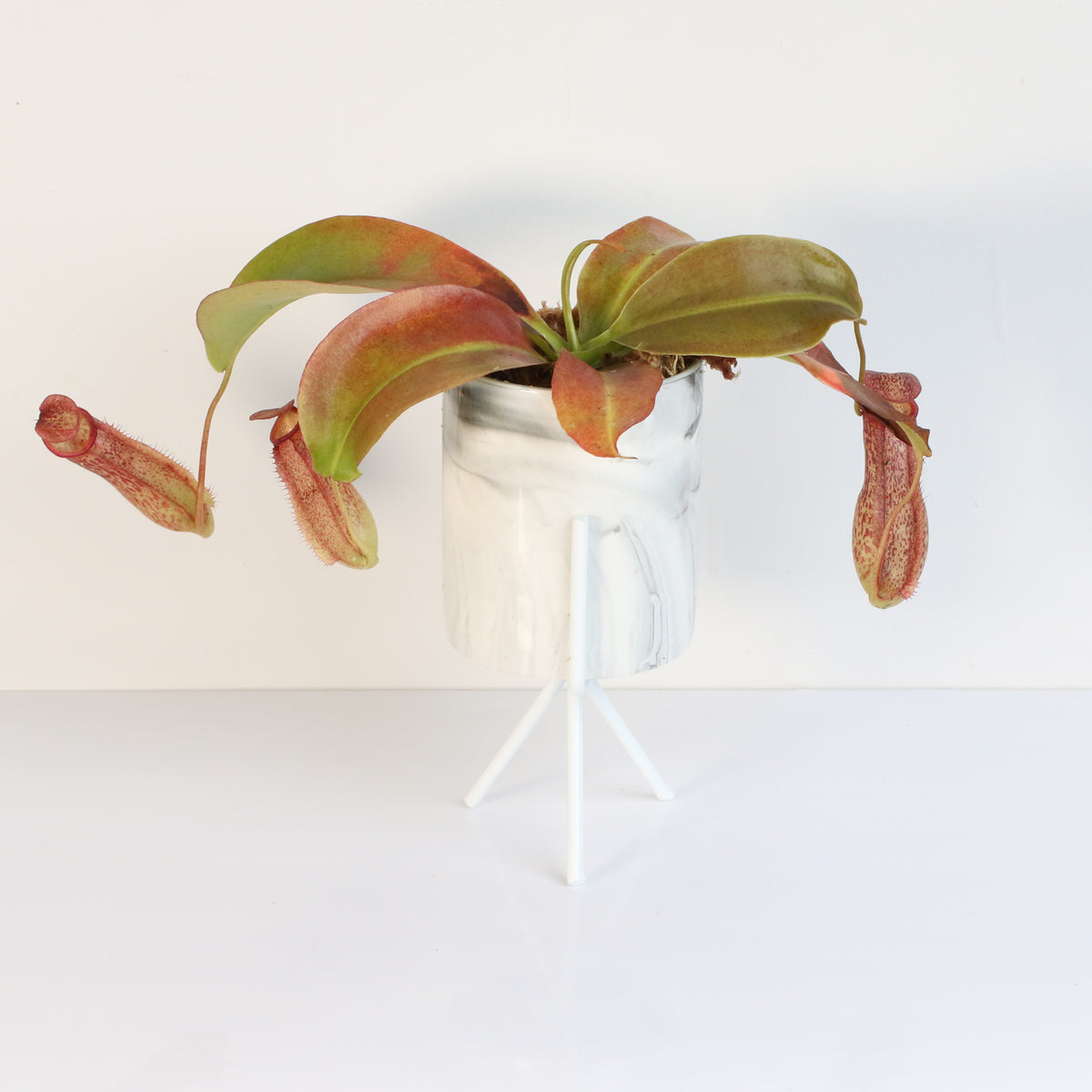 Tropical Pitcher Plant Nepenthes Miranda Carnivorous