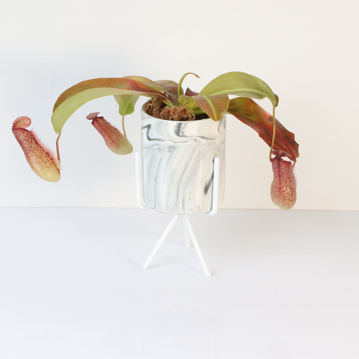 Tropical Pitcher Plant Nepenthes Miranda Carnivorous