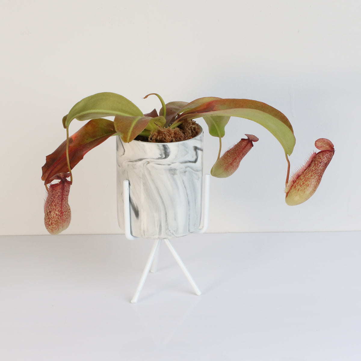 Tropical Pitcher Plant Nepenthes Miranda Carnivorous