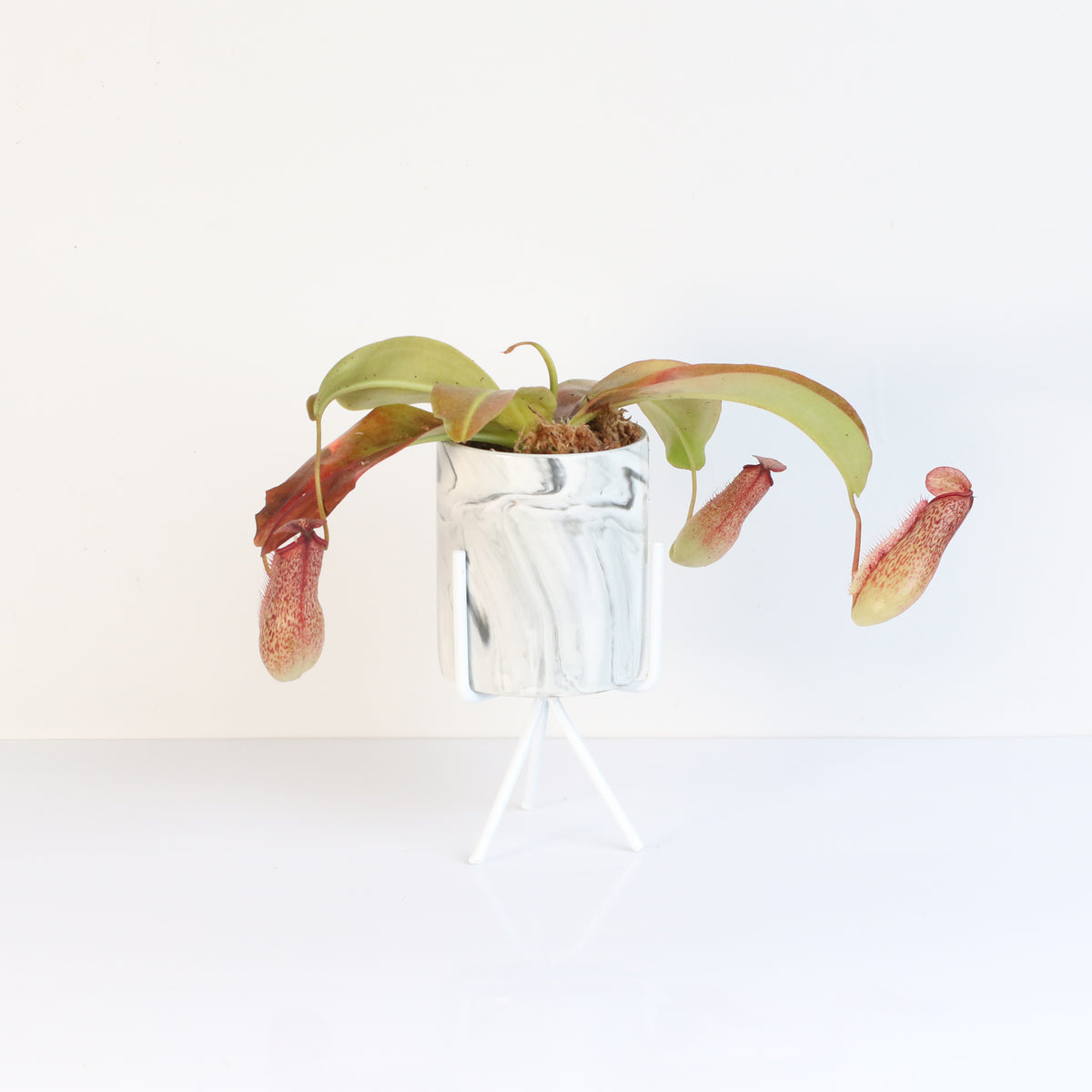 Tropical Pitcher Plant Nepenthes Miranda Carnivorous