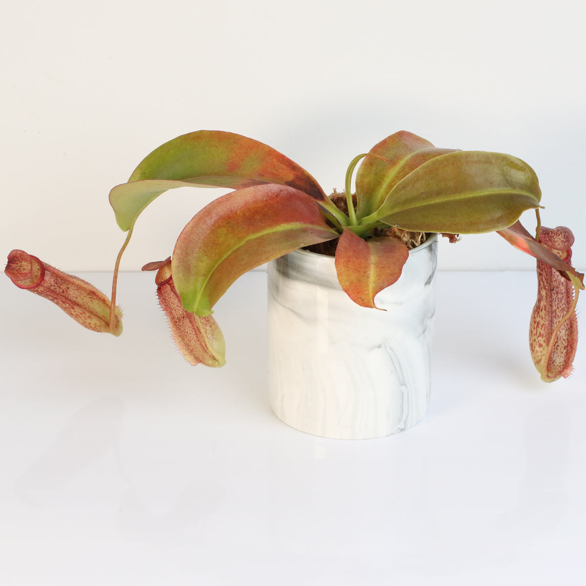 Tropical Pitcher Plant Nepenthes Miranda Carnivorous