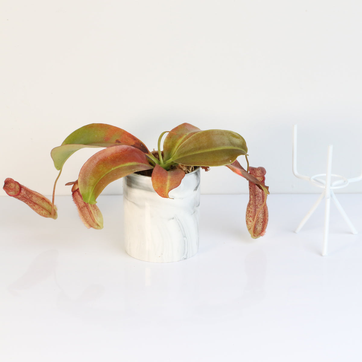 Tropical Pitcher Plant Nepenthes Miranda Carnivorous