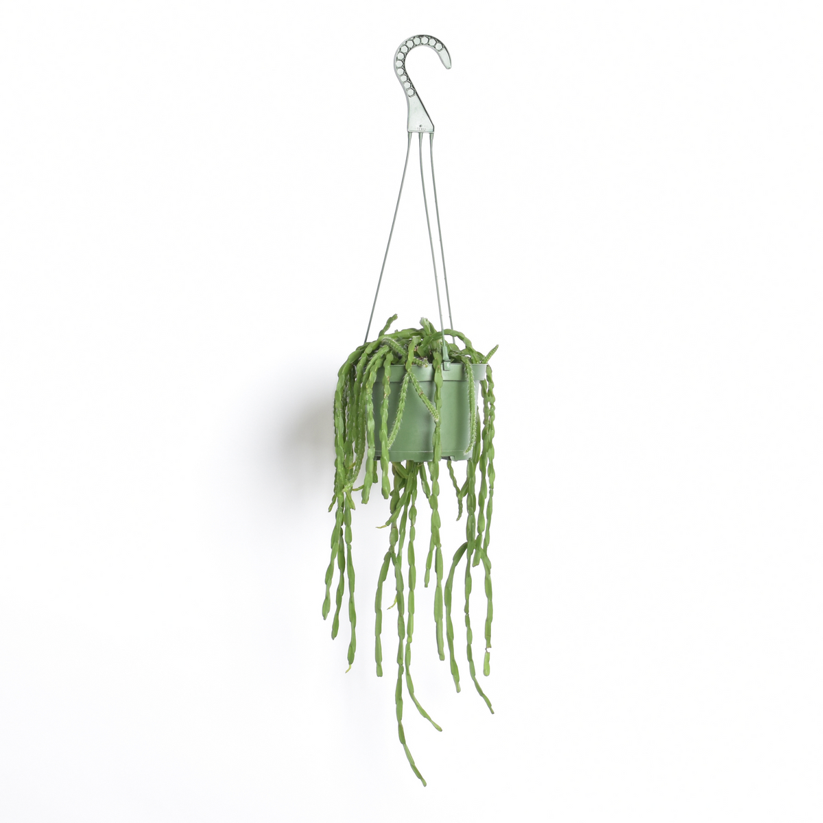 Rhipsalis Paradoxa Chain Succulent Mistletoe Cactus