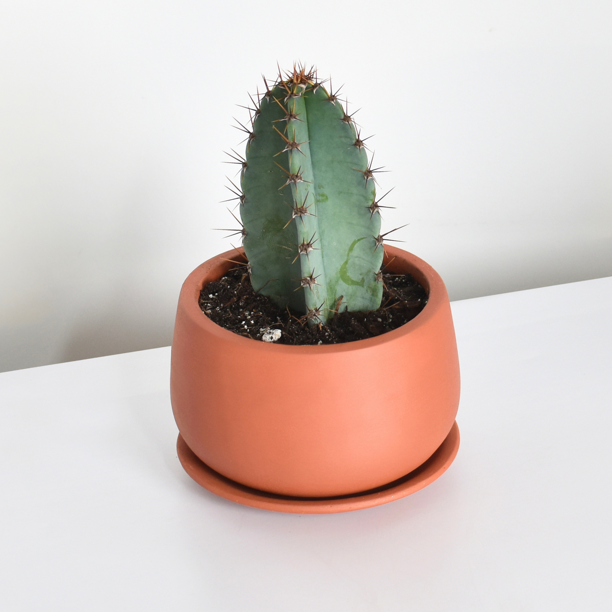 Night Blooming Peruvian Apple Cactus