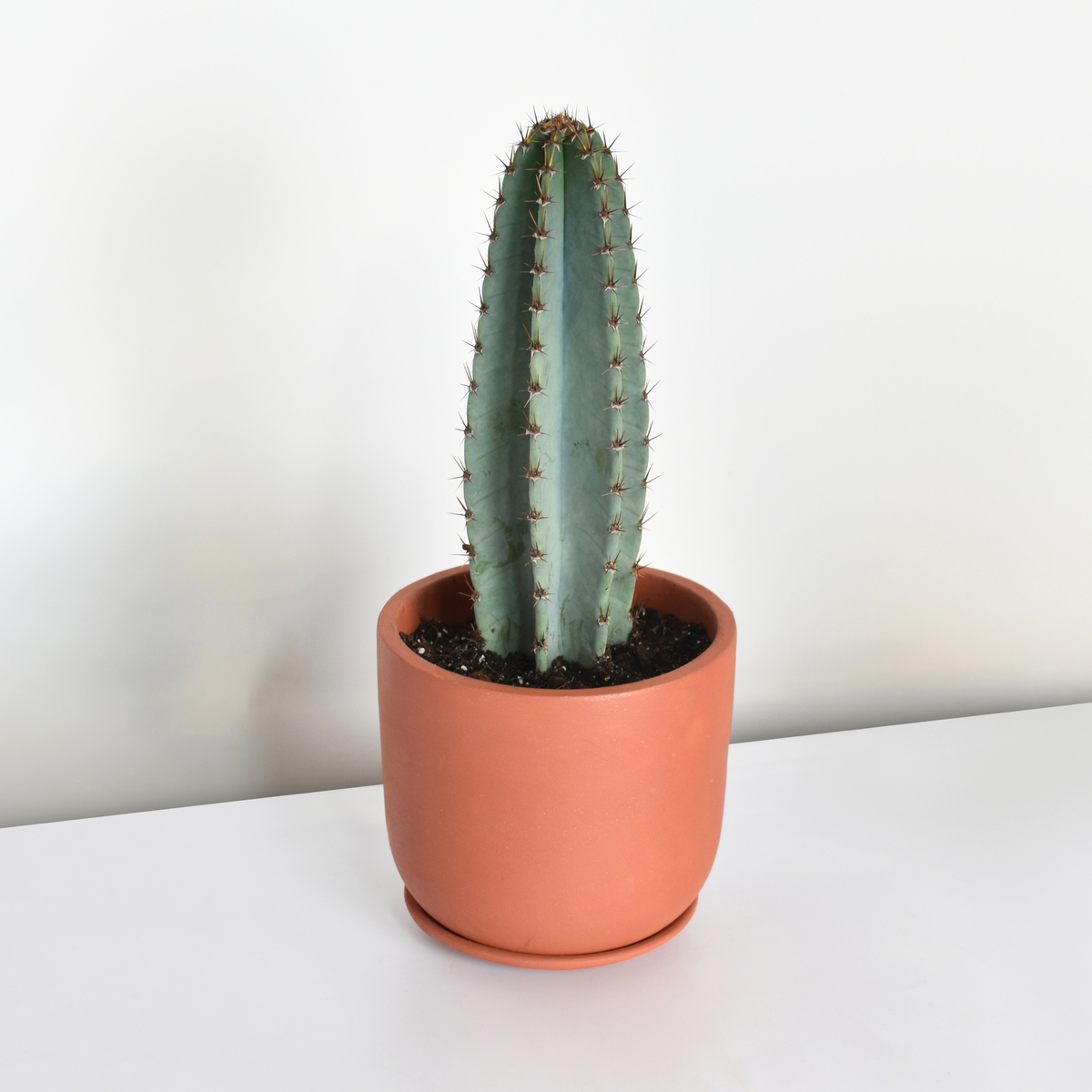 Night Blooming Peruvian Apple Cactus