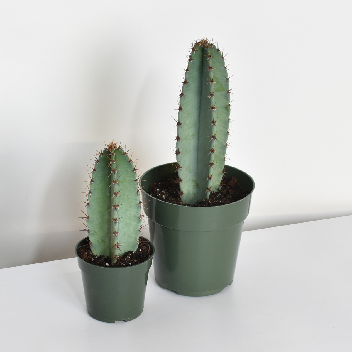 Night Blooming Peruvian Apple Cactus