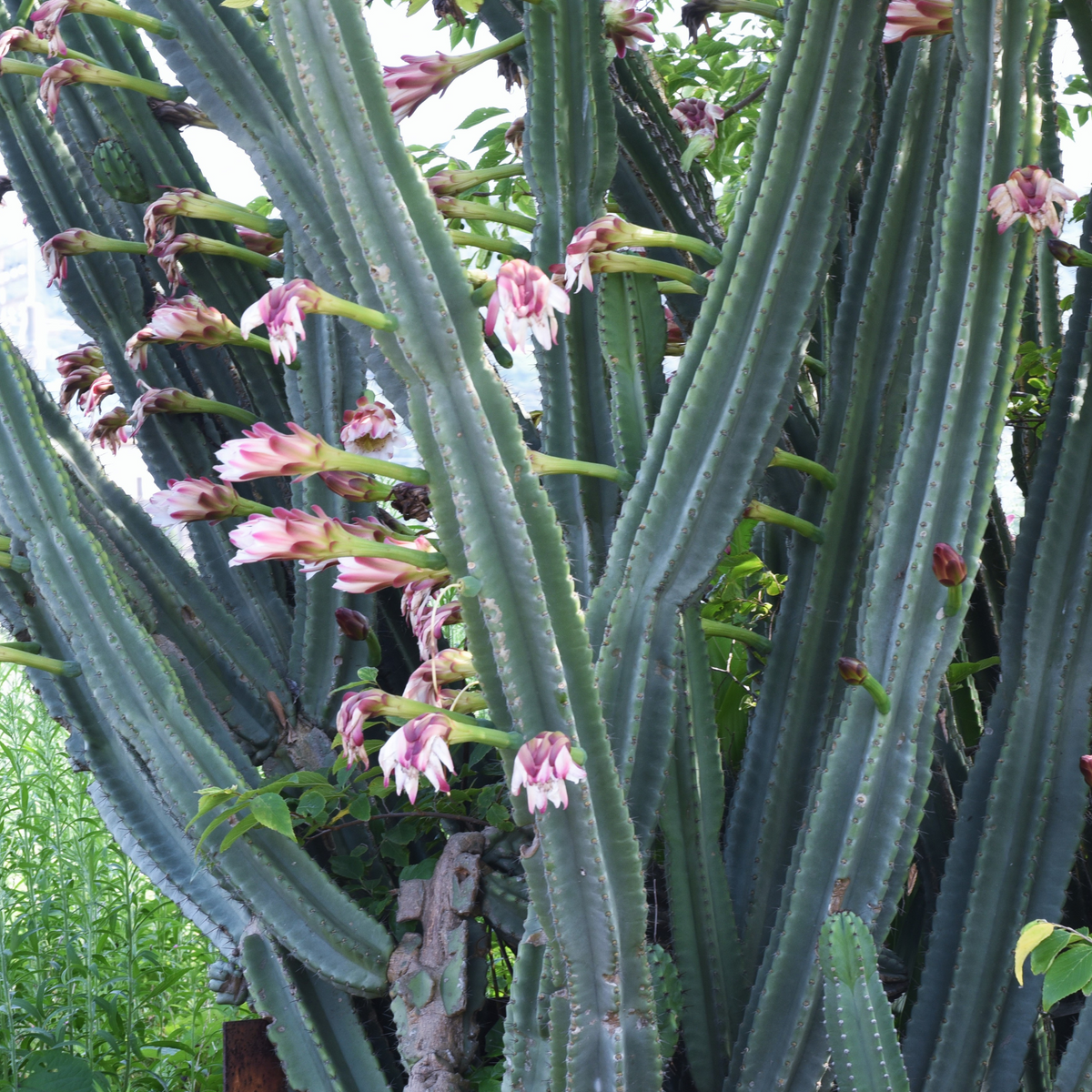 Night Blooming Peruvian Apple Cactus
