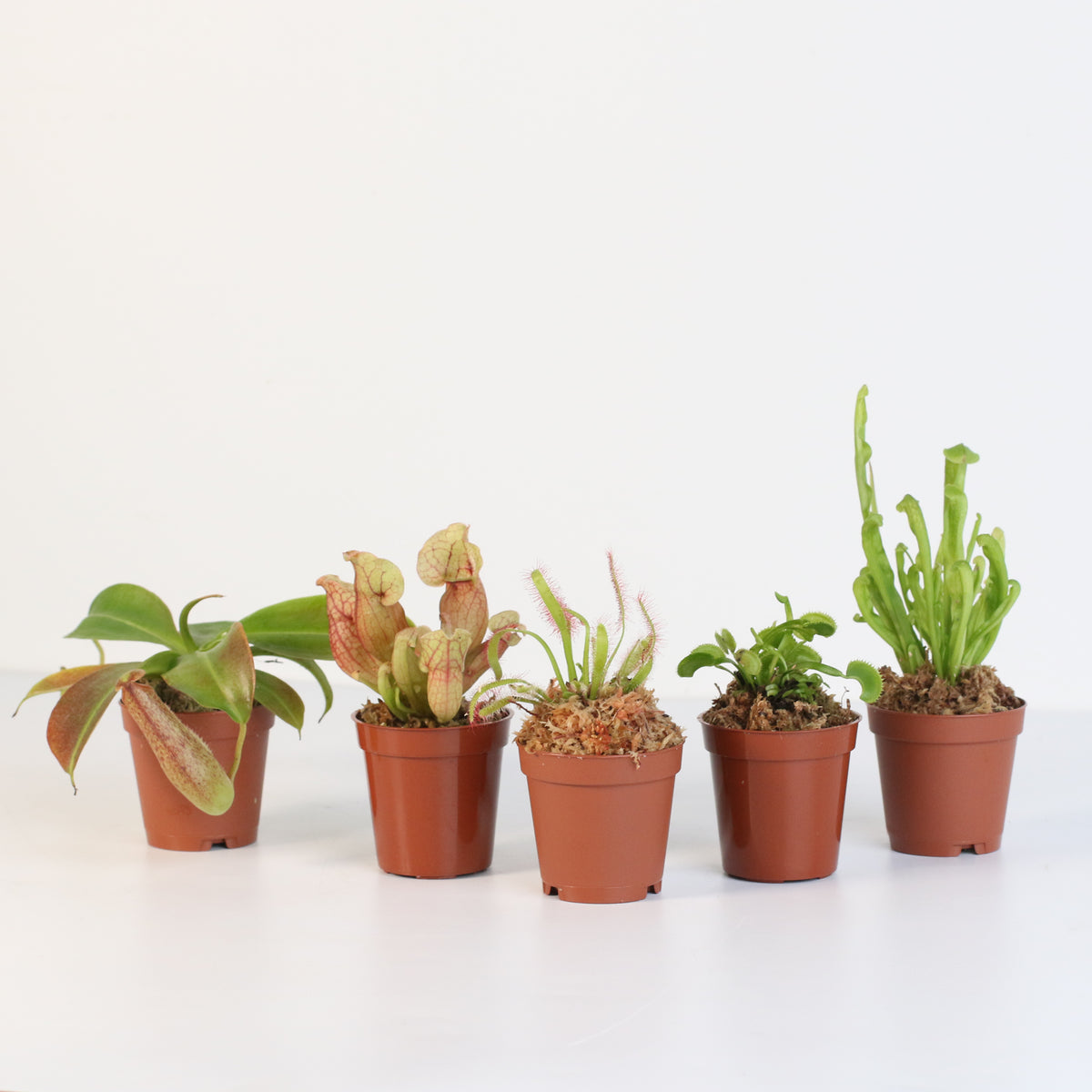 Carnivorous Plant Bundle