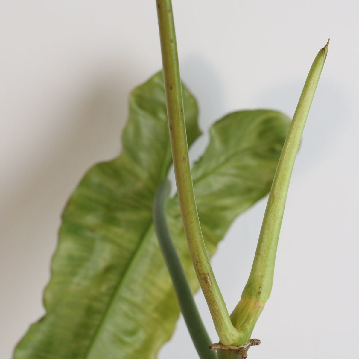 Philodendron Paraiso Verde