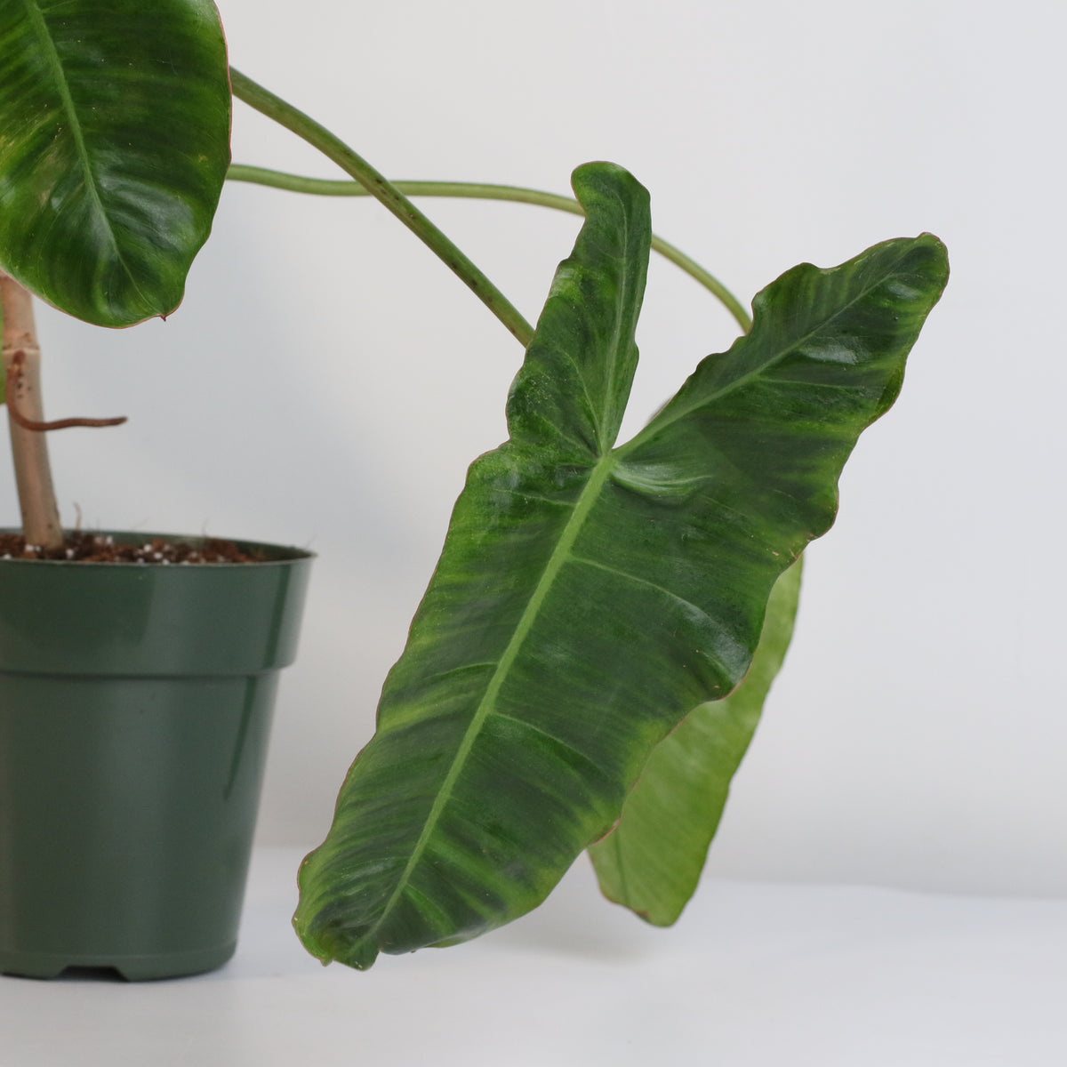 Philodendron Paraiso Verde