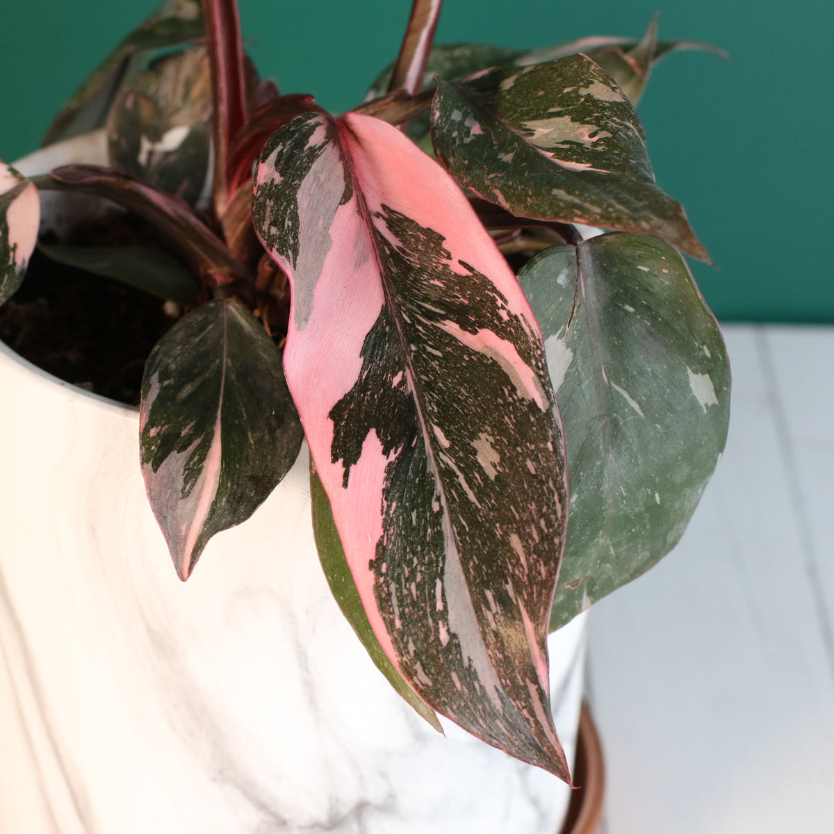 Philodendron 'Pink Princess'