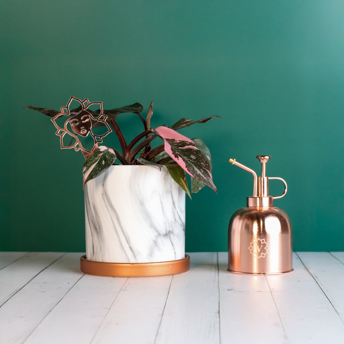 Philodendron 'Pink Princess'