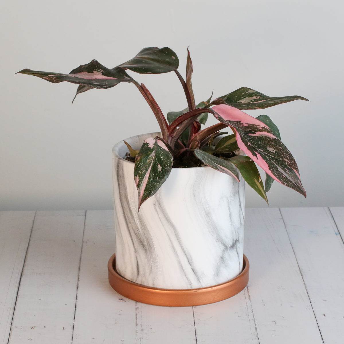 Philodendron 'Pink Princess'