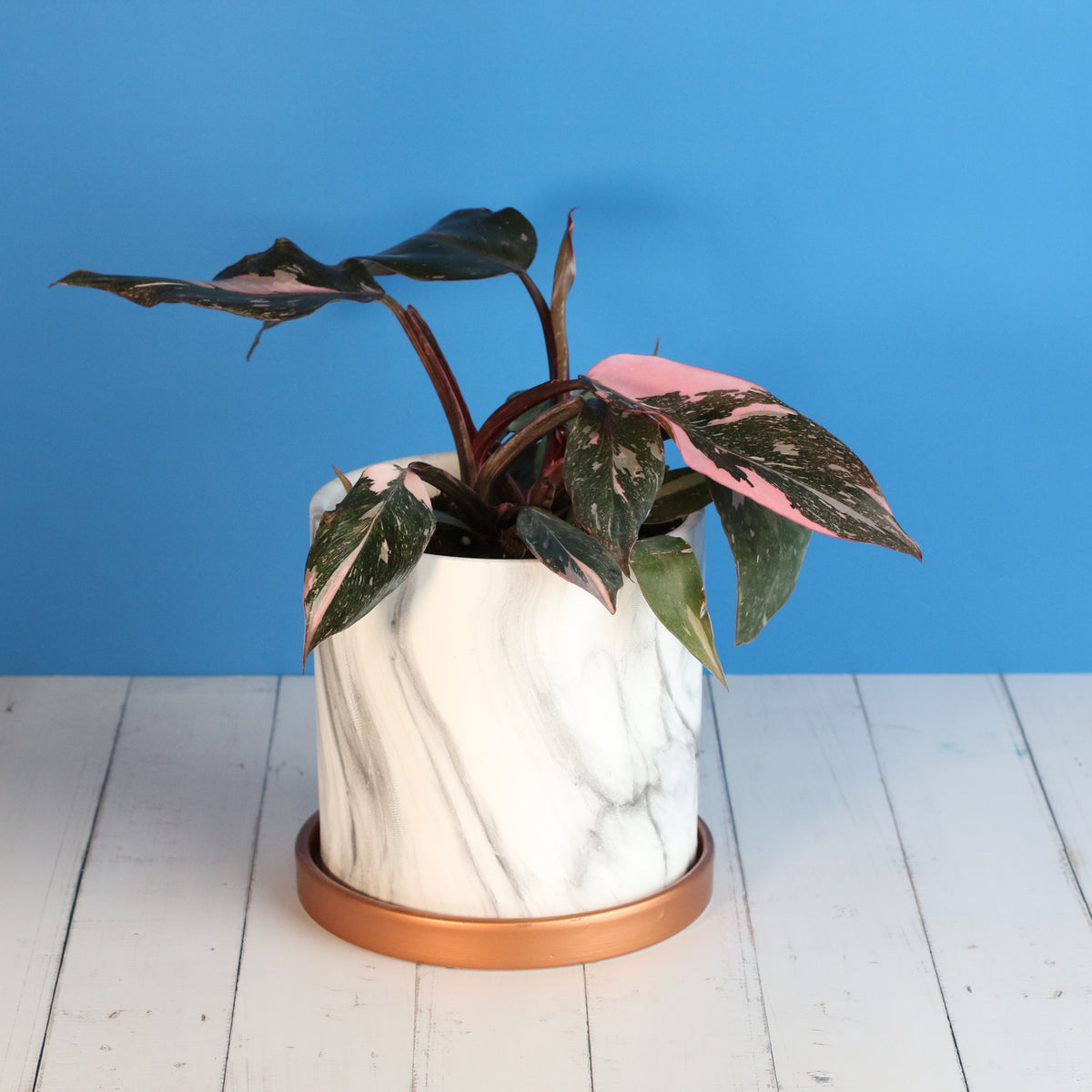 Philodendron 'Pink Princess'