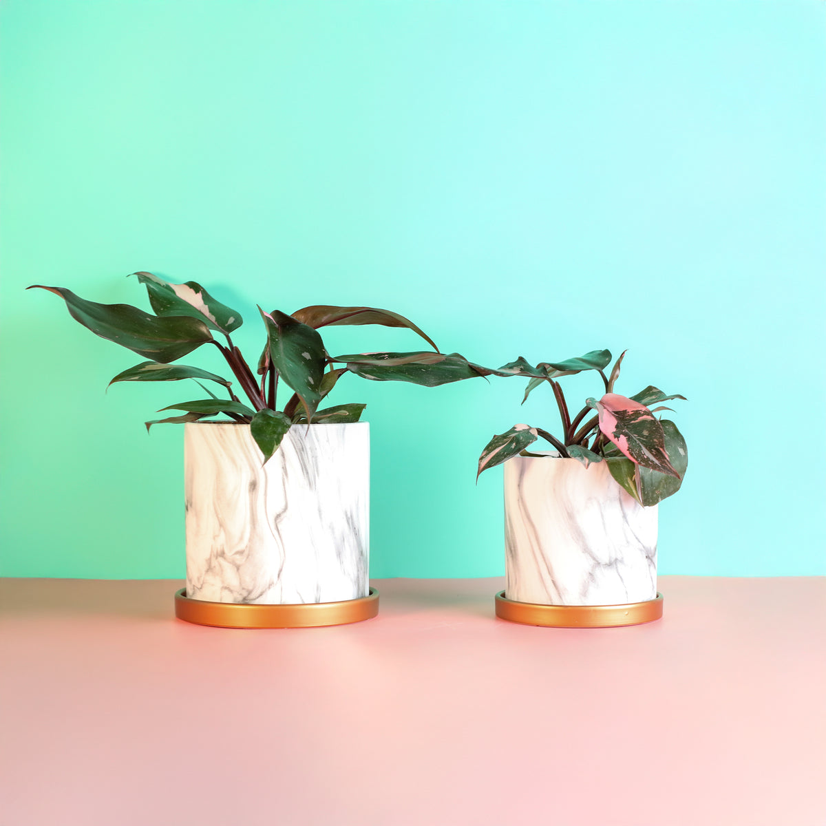 Philodendron 'Pink Princess'