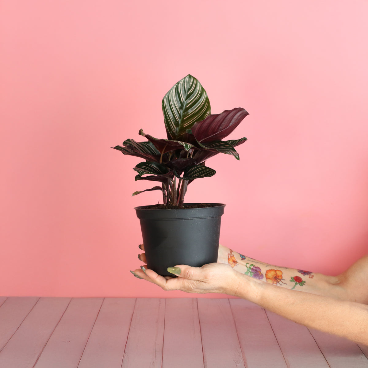 Calathea Pink Pinstripe Ornata Prayer Plant