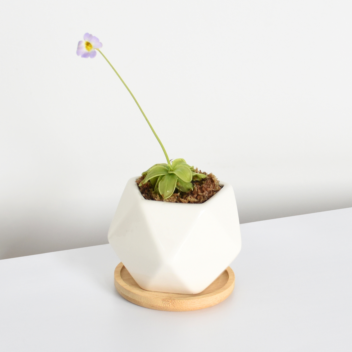 Pinguicula Butterwort