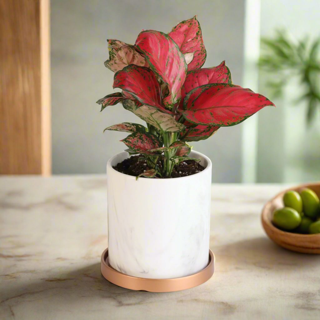 Aglaonema 'Wishes' Pink Plant