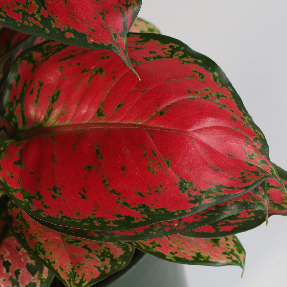 Aglaonema 'Wishes' Pink Plant