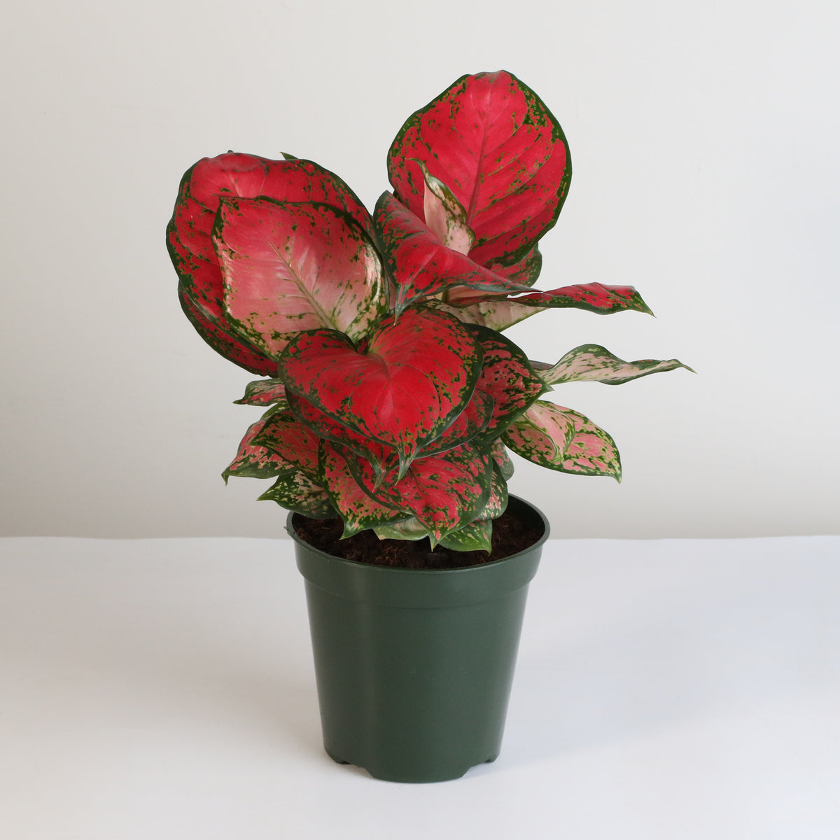 Aglaonema 'Wishes' Pink Plant