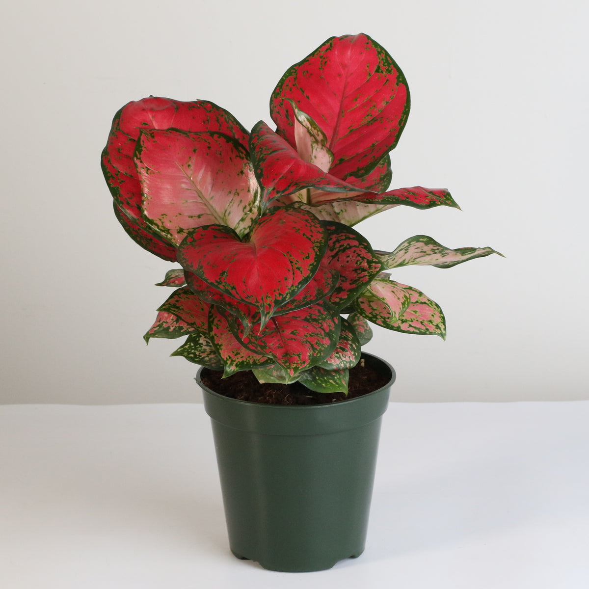 Aglaonema 'Wishes' Pink Plant