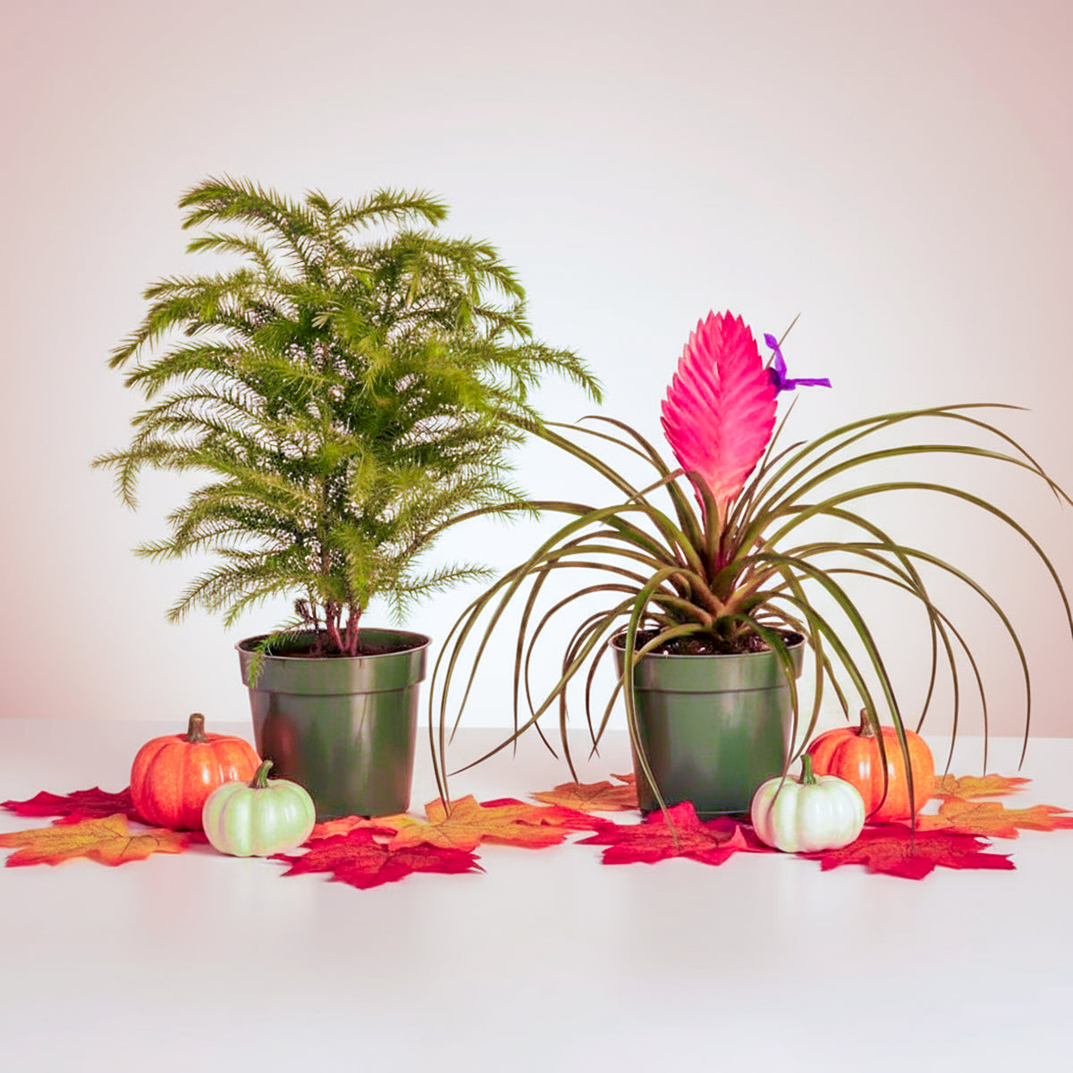 Holiday Plant Bundle - Pink Quill & Norfolk Pine