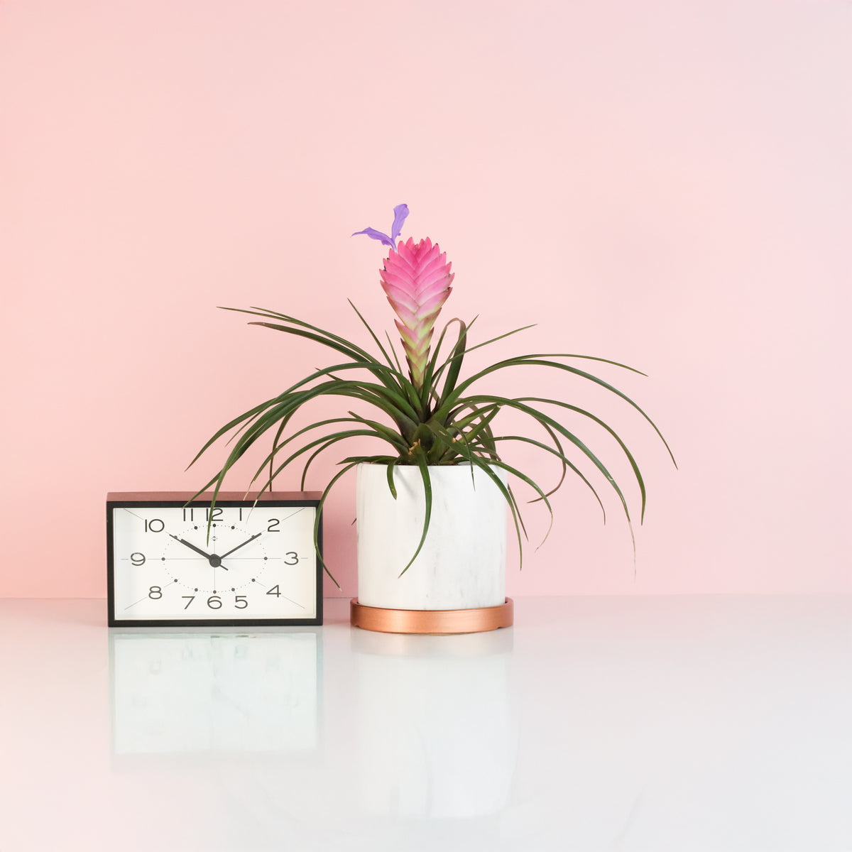 Pink Quill - Tillandsia 'Cyanea'