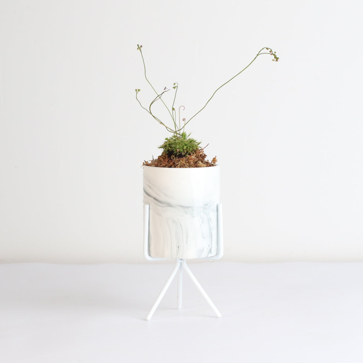 Pink Sundew Drosera capillaris Carnivorous Plant