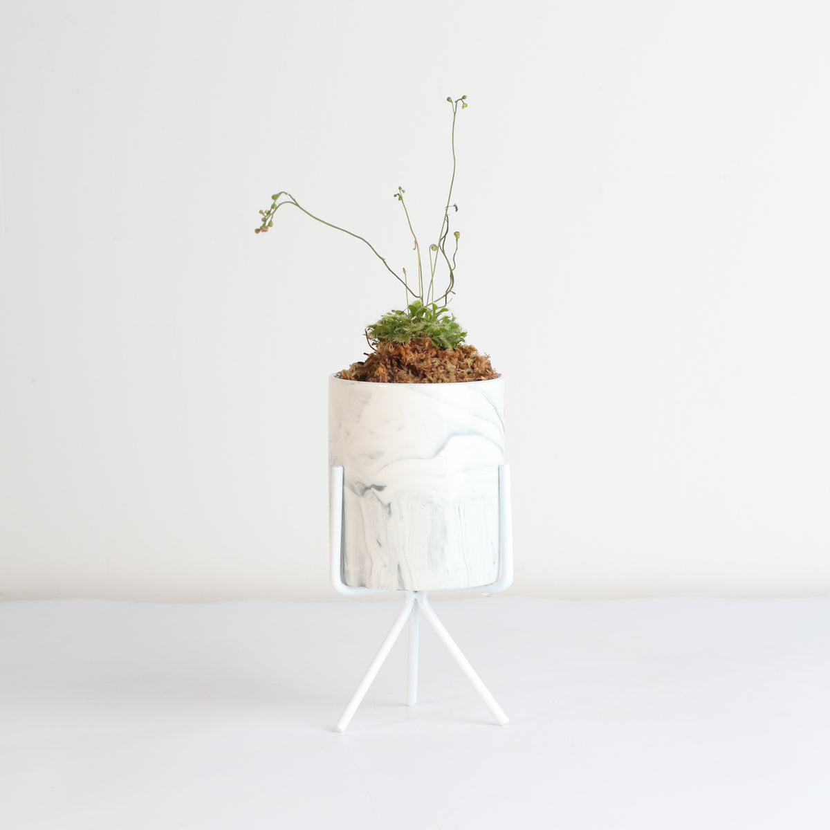 Pink Sundew Drosera capillaris Carnivorous Plant