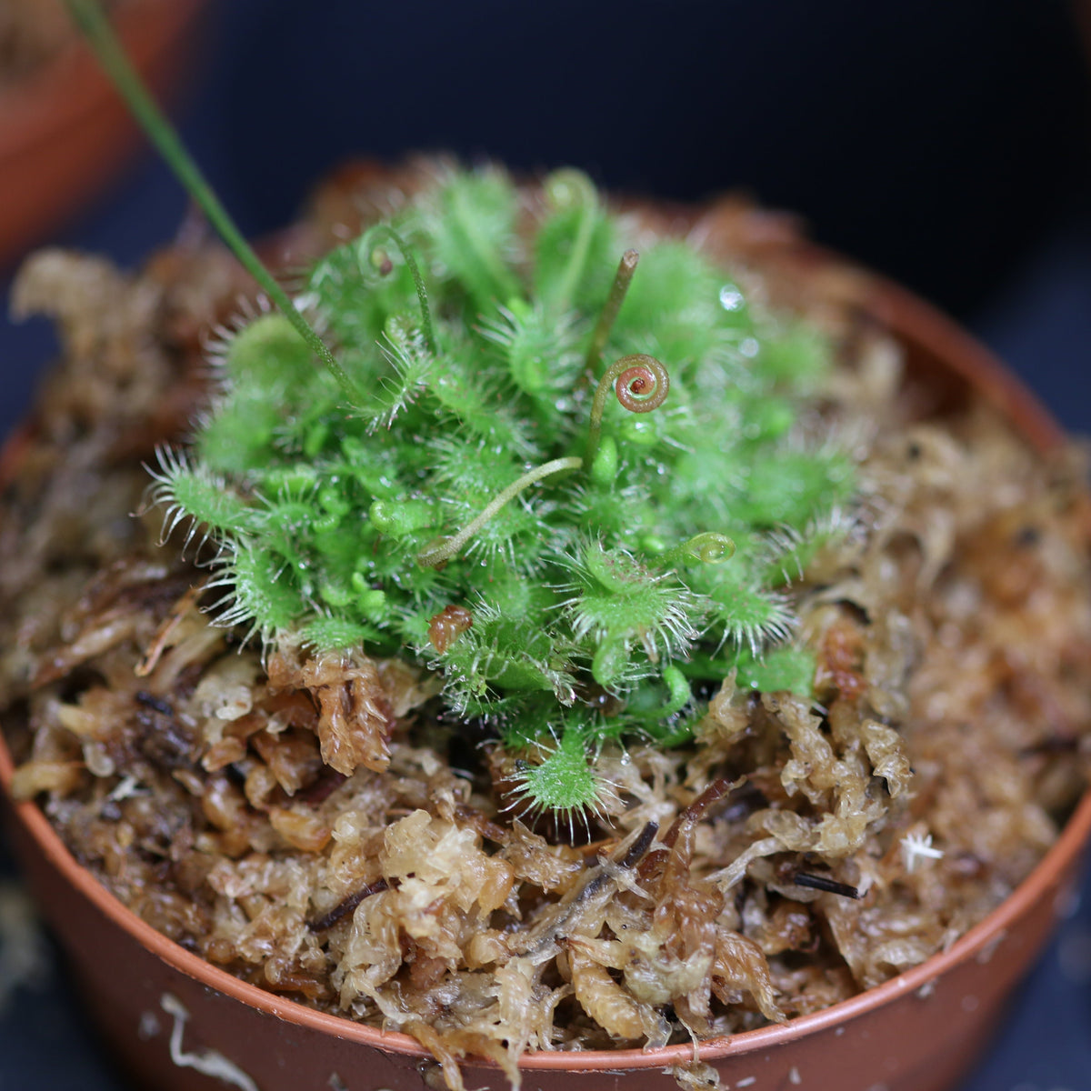 Pink Sundew Carnivorous Plant