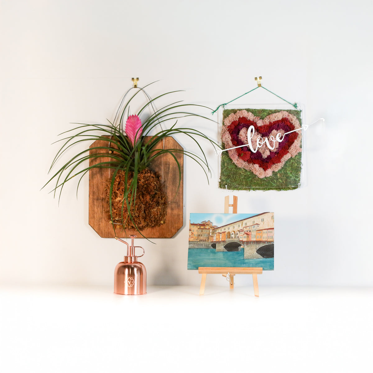 Pink Quill - Tillandsia 'Cyanea'