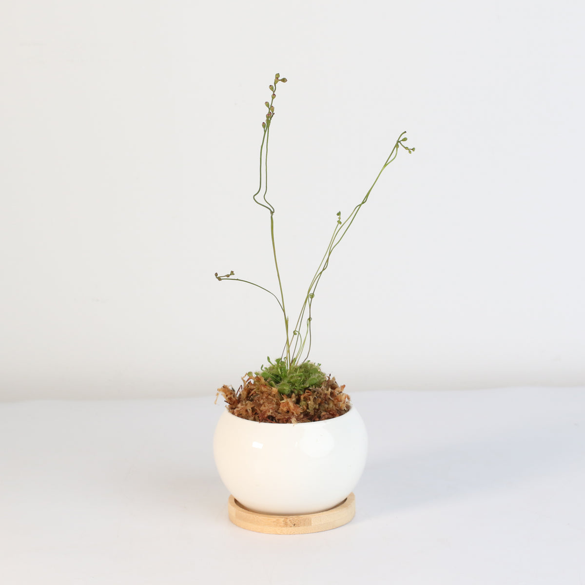 Pink Sundew Drosera capillaris Carnivorous Plant