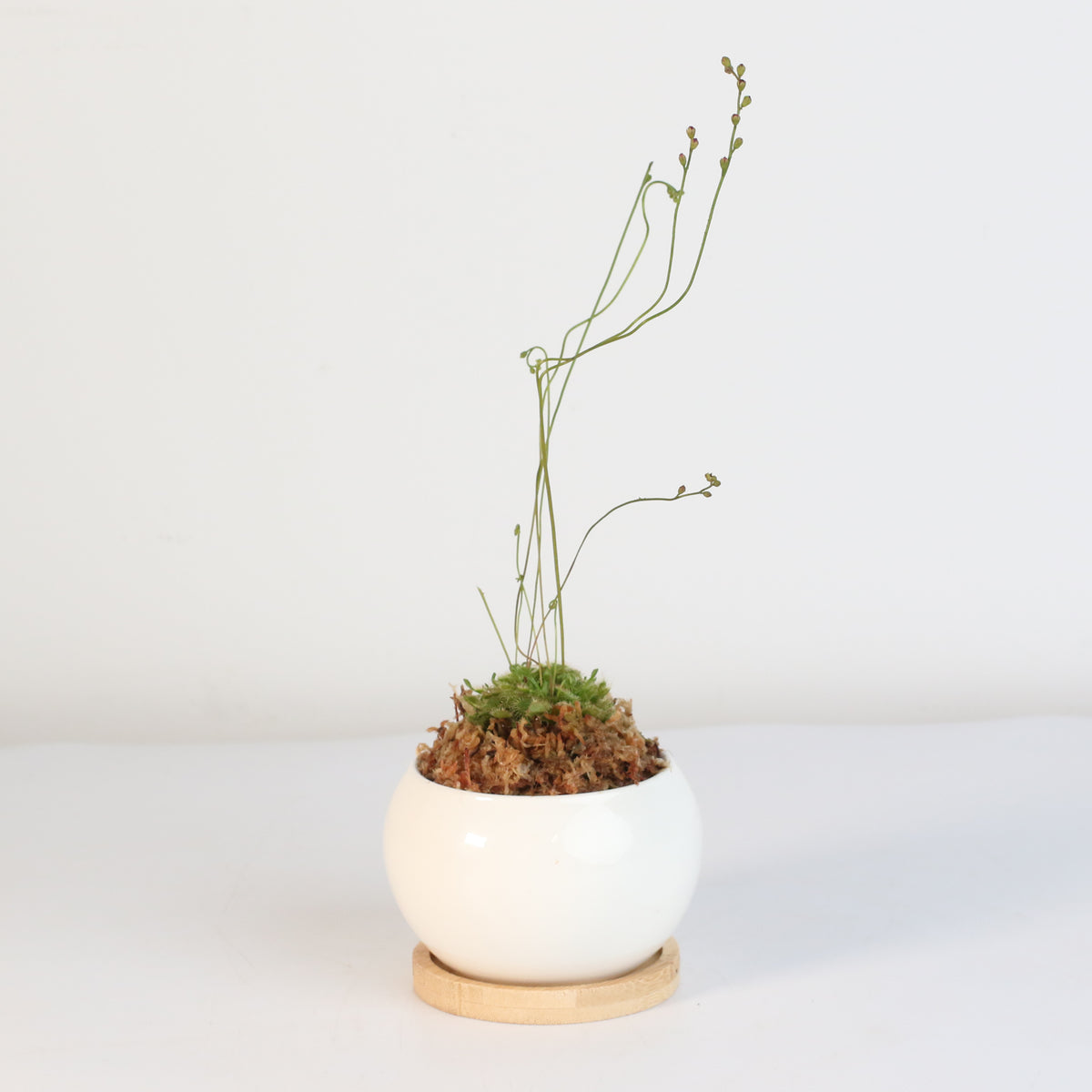 Pink Sundew Drosera capillaris Carnivorous Plant