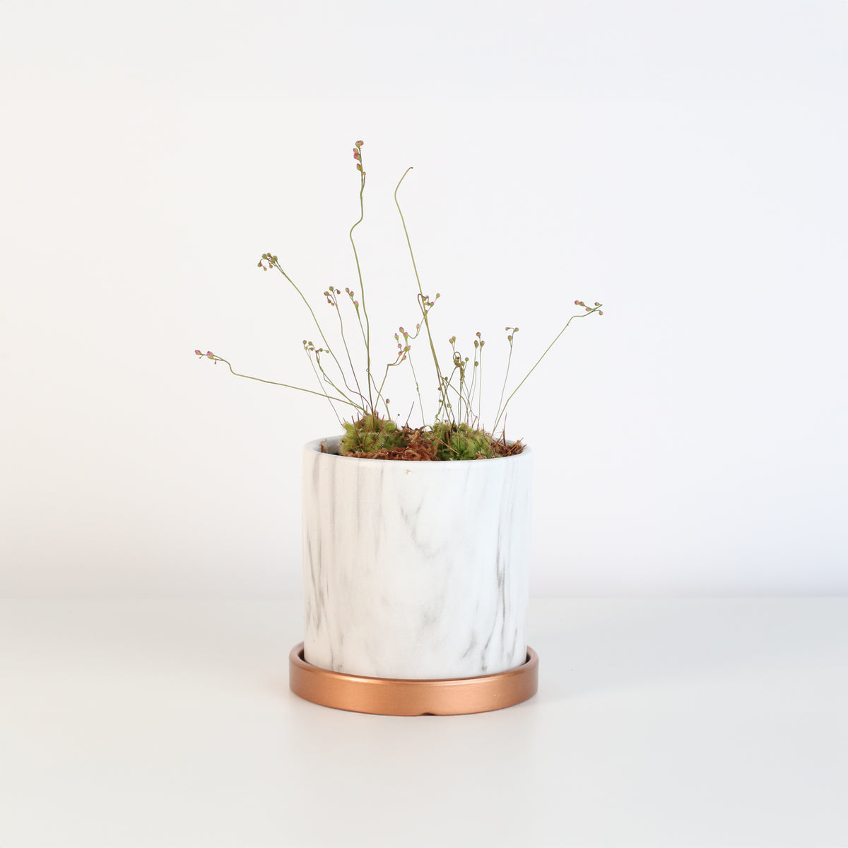 Pink Sundew in Daphne Ceramic 4.5" Planter.