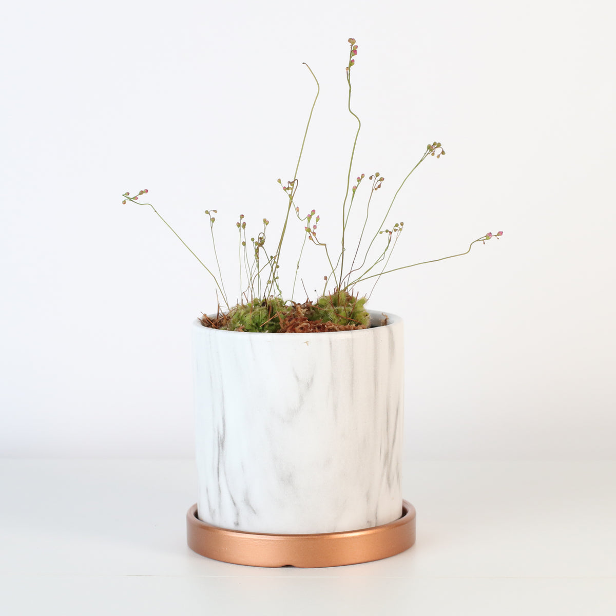 Pink Sundew in Daphne Ceramic 4.5" Planter.