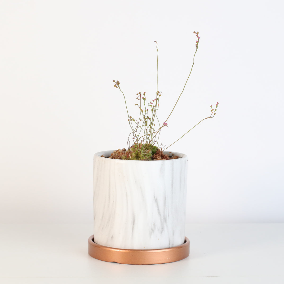 Pink Sundew in Daphne Ceramic 4.5" Planter.