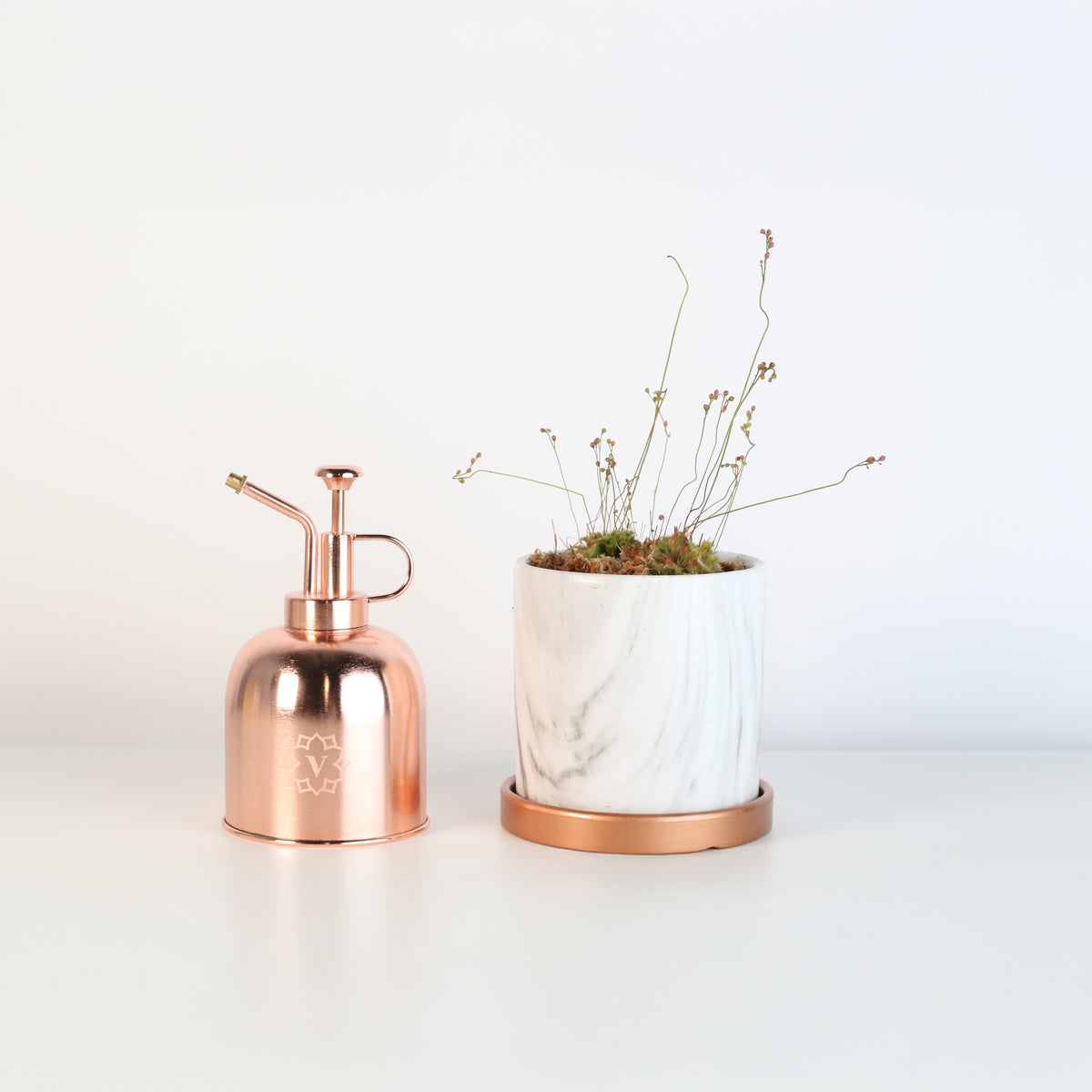 Pink Sundew in Daphne Ceramic 4.5" Planter next to mister.