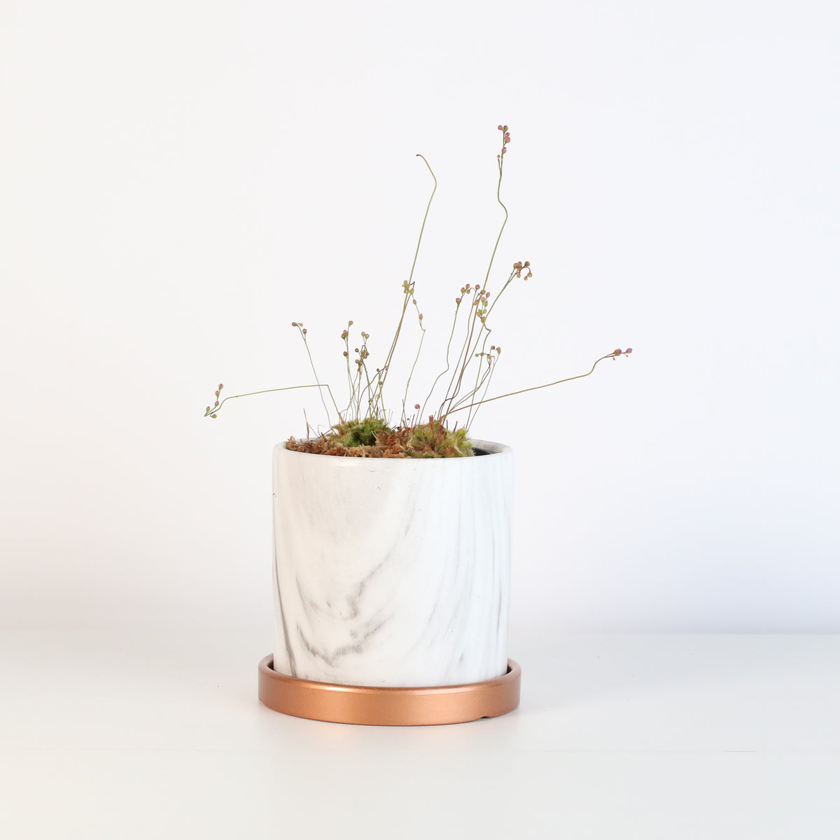 Pink Sundew in Daphne Ceramic 4.5" Planter.