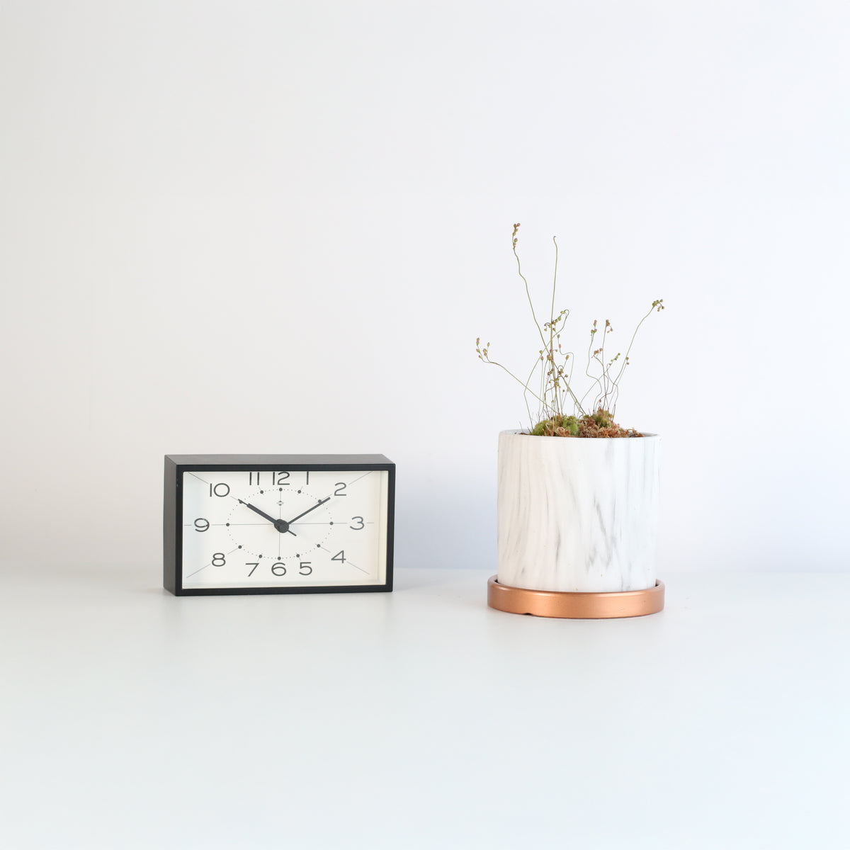 Pink Sundew in Daphne Ceramic 4.5" Planter next to clock.