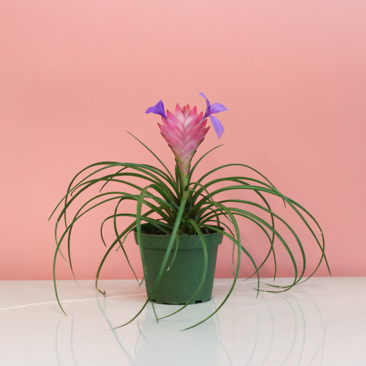 Pink Quill - Tillandsia 'Cyanea'