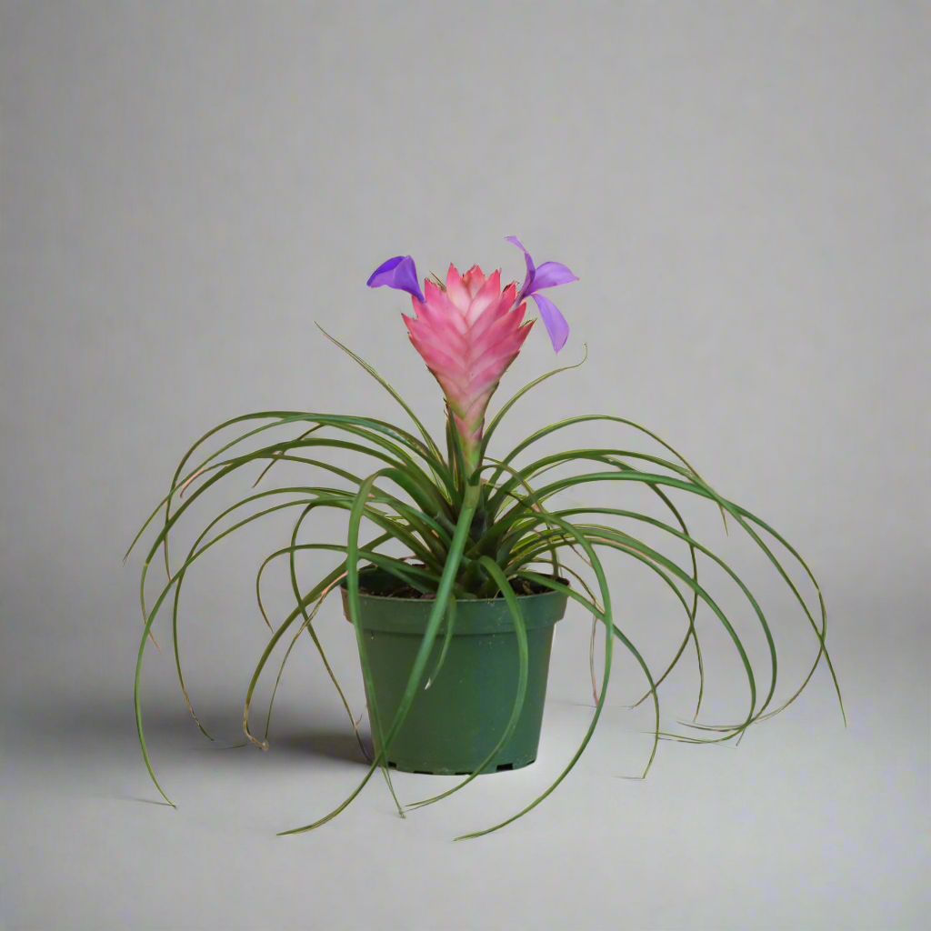 Pink Quill - Tillandsia 'Cyanea'