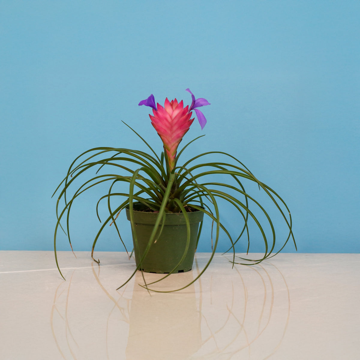 Pink Quill - Tillandsia 'Cyanea'